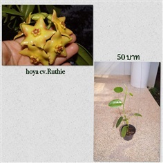 Hoya cv.Ruthie