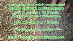 ขายส่งกาแฟดิบ อาราบิก้า จากเชียงใหม่ (GREEN ARABICA COFFEE B