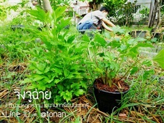 จิงจูฉ่าย | บ้านหญ้าหวาน โตนานการ์เด้น นนทบุรี - ปากเกร็ด นนทบุรี