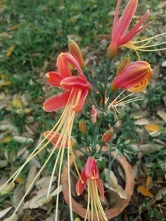 ว่านมหาลาภ (Eucrosia bicolor)