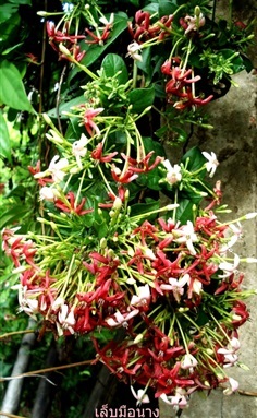 เล็บมือนาง