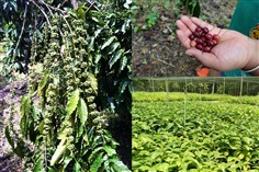 ขายต้นกาแฟโรบัสต้า (CH04 Robusta tree) ผลดก ก้านยาว เม็ดใหญ่ | สนั่นดังกล้าต้นไม้ - เมืองชุมพร ชุมพร