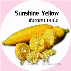 มะนาวคาเวียร์ Sunshine Yellow