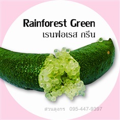 มะนาวคาเวียร์ Rainforest Green