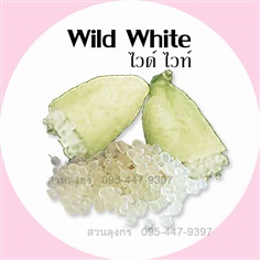 มะนาวคาเวียร์ Wild White