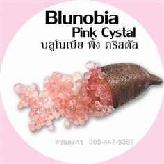 มะนาวคาเวียร์ Blunobia Pink Crystal