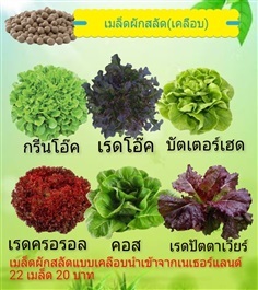 เมล็ดผักสลัดแบบเคลือบ | ทานสุขไฮโดรโปรนิกส์ -  ฉะเชิงเทรา