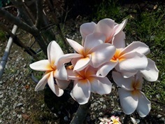 ลีลาวดี - Plumeria (กทม)   