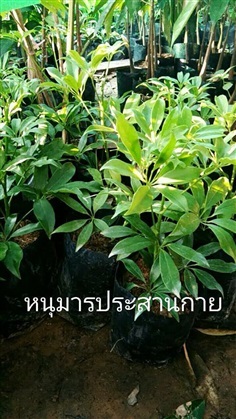 หนุมานประสานกาย ต้นละ 100 บาท ค่ะ | Drenglish Garden มหาสารคาม - กันทรวิชัย มหาสารคาม