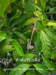 ต้นกำลังวัวเถลิง | วรากรสมุนไพร - เมืองนครราชสีมา นครราชสีมา