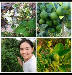 กิ่งตอนมะนาวแป้น | Kanya garden - เมืองมหาสารคาม มหาสารคาม