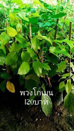 พวงโกเมน ต้นละ 120 บาท ท ค่ะ | Drenglish Garden มหาสารคาม - กันทรวิชัย มหาสารคาม