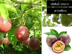 จำหน่ายเมล็ดพันธุ์เสาวรสสีม่วง (เมล็ดพันธุ์คุณภาพดี) | thailandseedshop - เมืองสมุทรปราการ สมุทรปราการ