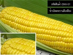 จำหน่ายเมล็ดพันธุ์ข้าวโพดหวานสีเหลือง (เมล็ดพันธุ์คุณภาพดี)