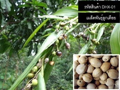 จำหน่ายเมล็ดพันธุ์ลูกเดือย (เมล็ดพันธุ์คุณภาพดี)