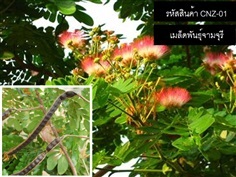 จำหน่ายเมล็ดพันธุ์จามจุรี(ก้ามปูยักษ์) (เมล็ดพันธุ์คุณภาพดี)