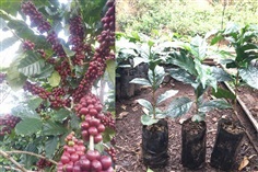 ต้นกาแฟอาราบิก้า คาร์ติมอร์ พันธุ์แท้ ลูกดก ก้านยาว ข้อถี่ 2