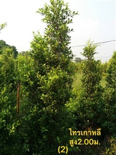 ไทรเกาหลีสูง2.00ม. | สวนศราวุธ คลอง15 - องครักษ์ นครนายก