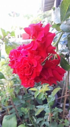 กุหลาบพันธุ์เลื้อยสีแดง (Red Fountian)