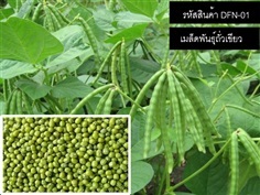 จำหน่ายเมล็ดพันธุ์ถั่วเขียว (เมล็ดพันธุ์คุณภาพดี)