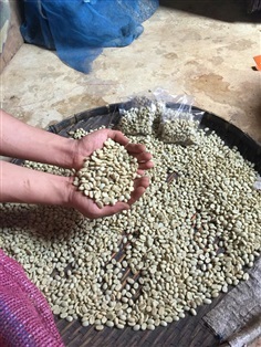 เมล็ดพันธุ์กาแฟอาราบิกาขายยกแพ็ค ๆ ละ 200 เมล็ด 200 บาท 