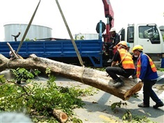 บริการตัดต้นไม้ ย้ายต้นไม้ ปลูก ตัดแต่งต้นไม้ นนทบุรี