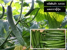 จำหน่ายเมล็ดพันธุ์แตงกวาญี่ปุุ่น (เมล็ดพันธุ์คุณภาพดี)