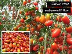 จำหน่ายเมล็ดพันธุ์มะเขือเทศราชีนีสีแดง (เมล็ดพันธุ์คุณภาพดี)