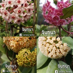 โฮย่า (อโกนีมา) | Jantana Garden - กระทุ่มแบน สมุทรสาคร