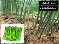 จำหน่ายเมล็ดพันธุ์หน่อไม้ฝรั่งสีเขียว (เมล็ดพันธุ์คุณภาพดี)