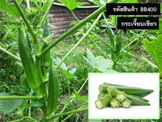 จำหน่ายเมล็ดพันธุ์กระเจี๊ยบเขียว (เมล็ดพันธุ์คุณภาพดี)