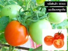 จำหน่ายเมล็ดพันธุ์มะเขือเทศลูกท้อ (เมล็ดพันธุ์คุณภาพดี)