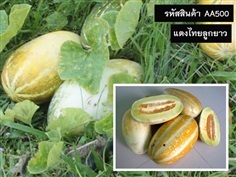 จำหน่ายเมล็ดพันธุ์แตงไทยลูกยาว (เมล็ดพันธุ์คุณภาพดี ราคาถูก)