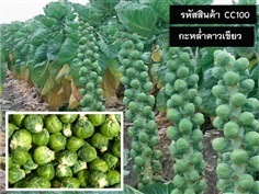 จำหน่ายเมล็ดพันธุ์กะหล่ำดาวสีเขียว (เมล็ดพันธุ์คุณภาพดี)