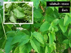 จำหน่ายเมล็ดพันธุ์ยี่หร่า (เมล็ดพันธุ์คุณภาพดี ราคาถูก) | maletpandee - สายไหม กรุงเทพมหานคร