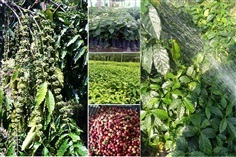 ต้นกาแฟโรบัสต้า ลูกดก ก้านยาว เม็ดใหญ่ ให้ผลผลิตเร็ว 