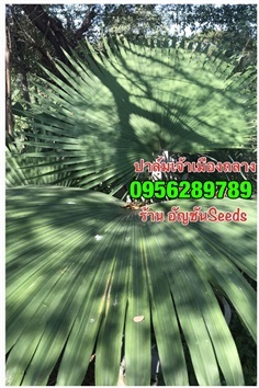 ปาล์มเจ้าเมืองถลาง ( ชิงหลังขาว) | อัญชัน seeds - สวนหลวง กรุงเทพมหานคร