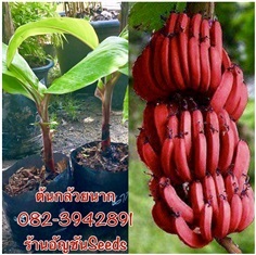 ต้นกล้วยนาก | อัญชัน seeds - สวนหลวง กรุงเทพมหานคร