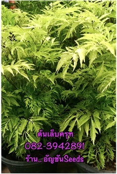 ขายต้นเล็บครุฑ,ขายใบเล็บครุฑทอดมัน,ใบเล็บครุฑ | อัญชัน seeds - สวนหลวง กรุงเทพมหานคร