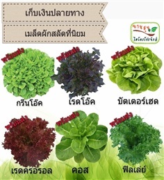 เมล็ดผักสลัดยอดนิยม 6 ชนิดเก็บเงินปลายทาง