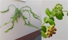 โฮย่า