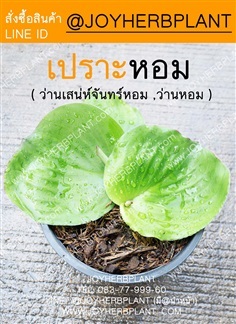 เปราะหอม (ว่านสเน่ห์จันทร์หอม,ว่านหอม) ซื้อ 10 แถม 1 