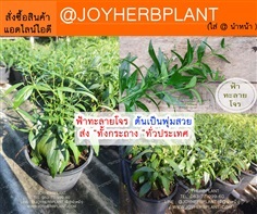 ต้นฟ้าทะลายโจร ซื้อ 10แถม 1 ส่งทั่วประเทศ พุ่มสวย 