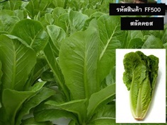 จำหน่ายเมล็ดพันธุ์สลัดคอส (เมล็ดพันธุ์คุณภาพดี ราคาถูก)