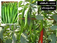 จำหน่ายเมล็ดพันธุ์พริกหนุ่มเขียว (เมล็ดพันธุ์คุณภาพดี 