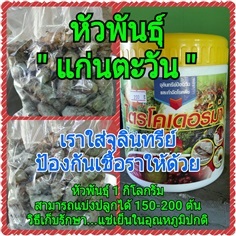 หัวพันธุ์ แก่นตะวัน