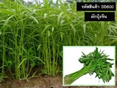 จำหน่ายเมล็ดพันธุ์ผักบุ้งจีน (เมล็ดพันธุ์คุณภาพดี)