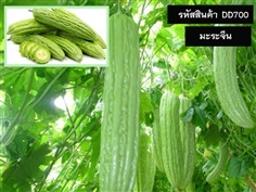 จำหน่ายเมล็ดพันธุ์มะระจีน (เมล็ดพันธุ์คุณภาพดี)