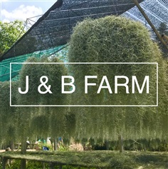 เคราฤาษี Spanish Moss | J & B Farm - นางรอง บุรีรัมย์