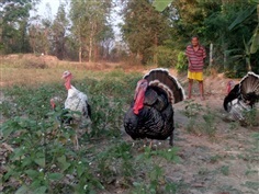 พ่อแม่พันธุ์ไก่งวง